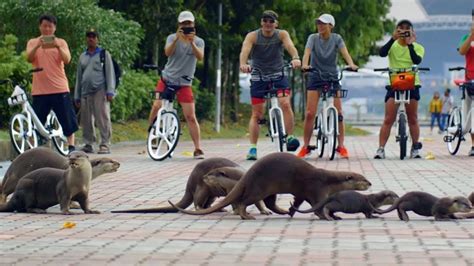 シンガポール動物と都市の共生：未来への挑戦